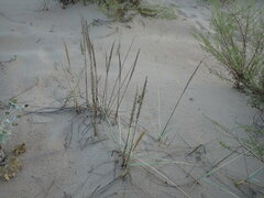 Leymus racemosus