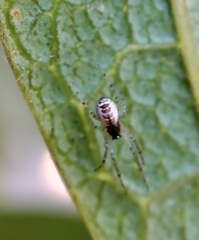 Frontinellina frutetorum