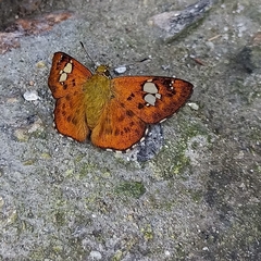 Pseudocoladenia dan