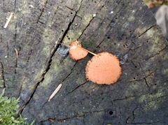 Tubifera ferruginosa