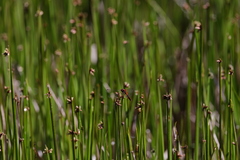 Sympetrum speciosum