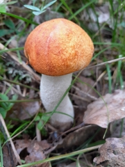 Leccinum albostipitatum