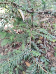Taxus