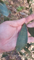 Acacia leiocalyx