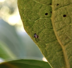 Frontinellina frutetorum