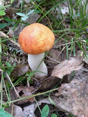 Leccinum albostipitatum