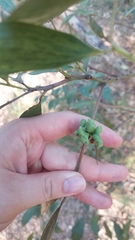 Acacia leiocalyx