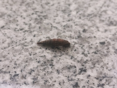 Alinda biplicata