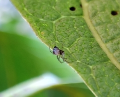 Frontinellina frutetorum