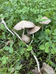 Candolleomyces