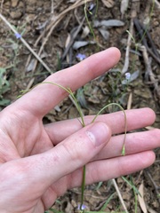 Wahlenbergia queenslandica