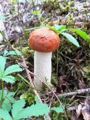 Leccinum albostipitatum