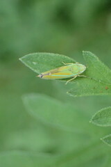 Graphocephala versuta