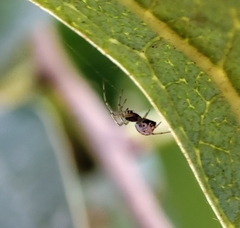 Frontinellina frutetorum