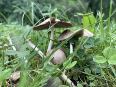 Candolleomyces
