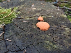 Tubifera ferruginosa