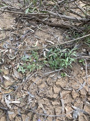 Wahlenbergia queenslandica