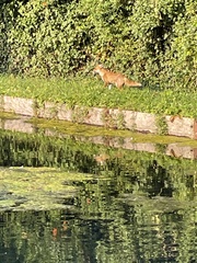 Vulpes vulpes crucigera
