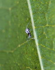 Frontinellina frutetorum