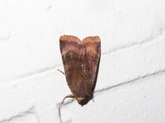 Noctua janthe