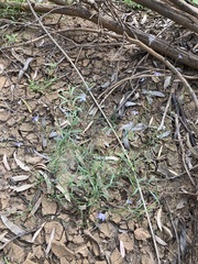 Wahlenbergia queenslandica