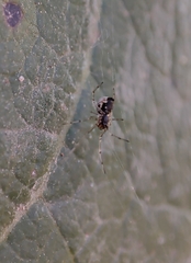 Frontinellina frutetorum