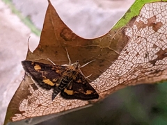 Pyrausta orphisalis