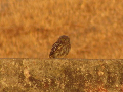 Athene noctua