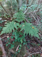 Dryopteris carthusiana