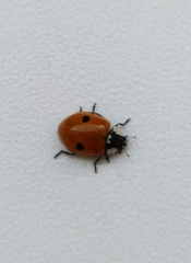 Adalia bipunctata