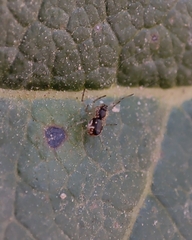 Frontinellina frutetorum