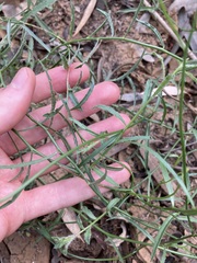 Wahlenbergia queenslandica