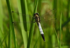Orthetrum albistylum