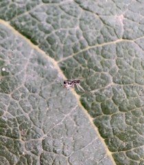 Frontinellina frutetorum