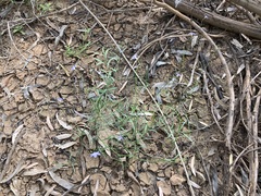 Wahlenbergia queenslandica