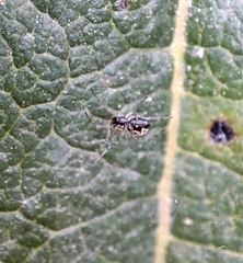 Frontinellina frutetorum