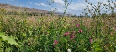 Lathyrus tuberosus