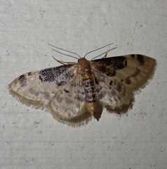 Idaea filicata