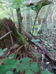 Dryopteris carthusiana