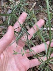 Wahlenbergia queenslandica