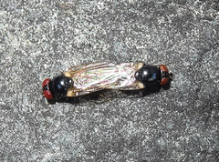 Lonchaea