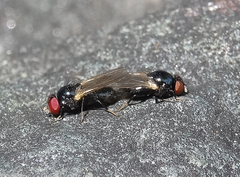 Lonchaea