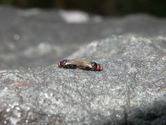 Lonchaea