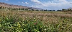 Lathyrus tuberosus