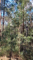 Acacia
