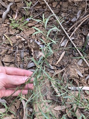 Wahlenbergia queenslandica
