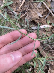 Wahlenbergia queenslandica
