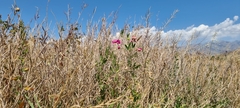 Lathyrus tuberosus