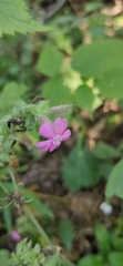 Silene dioica