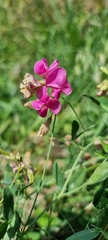 Lathyrus tuberosus